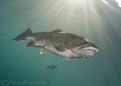 Trout. Capernwray. D200, 10.5mm. by Derek Haslam 
